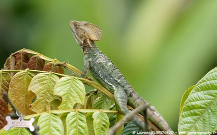 Lizard-Basilisk 