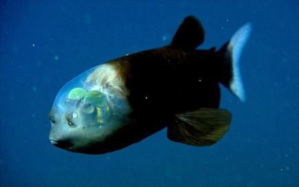 Văd prin tine un pește uimitor cu un cap transparent