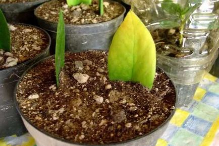 Zamioculcas (dollár fa) ellátás és a reprodukció az otthoni