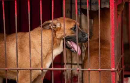 Жорстокість до беззахисних моторошні собачі ринки в північній корее
