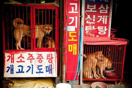 Cruzimea la piața neînfricată a câinilor înfiorătoare în Coreea de Nord