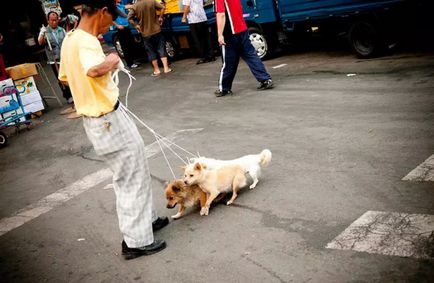 Жорстокість до беззахисних моторошні собачі ринки в північній корее