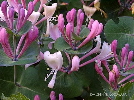 Woodbine Honeysuckle, Perfoliate