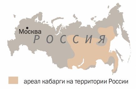 ЖівотниеУкаіни кабарга - безрогі шаблезубий олень з запахом ангела і іклами демона