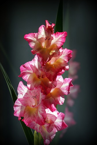 Gladioli gladioli - descriere, reproducere, îngrijire, plantare, fotografie, aplicație grădină, soiuri și specii