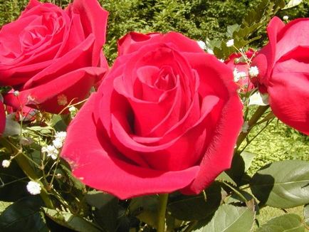 Semnificația culorii trandafirilor sau cum să alegeți darul potrivit