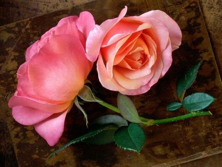 Значення кольору троянд, або як правильно вибрати подарунок