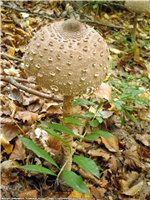 Parasol umbrelă