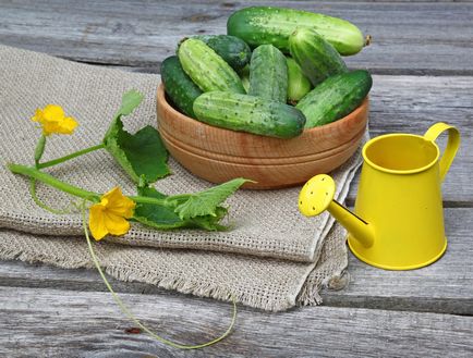 11 Secretele unei recolte bune de castravete