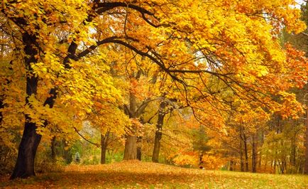 11 Вагомих причин ходити в ліс восени, вітапортал - здоров'я і медицина