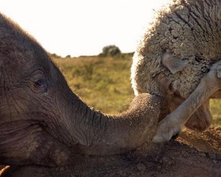 16 Прикладів незвичайної дружби тварин (фото і відео) - екологічний дайджест