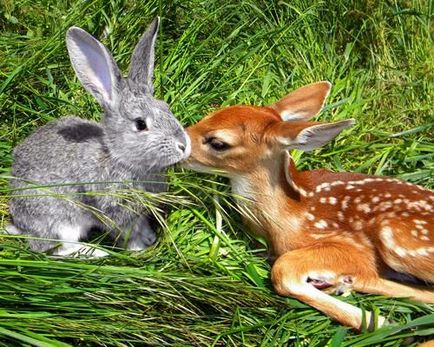 16. Példák a szokatlan állati barátság (fotó és videó) - Környezetvédelmi Digest