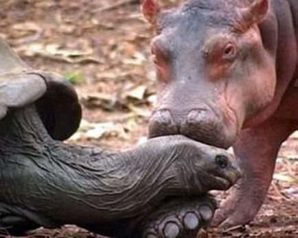 16. Példák a szokatlan állati barátság (fotó és videó) - Környezetvédelmi Digest