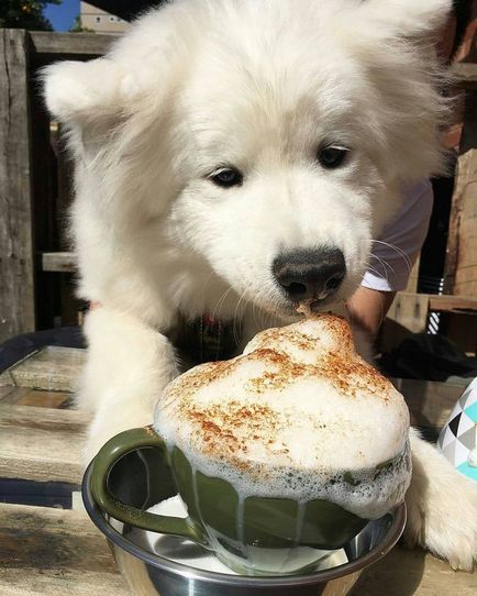 20 Dovada că Samoyedii sunt câinii cei mai fermecători din lume