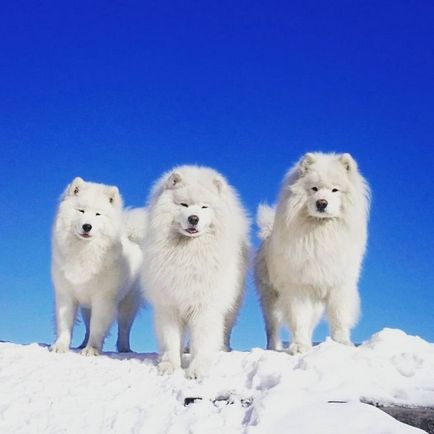 20 Dovada că Samoyedii sunt câinii cei mai fermecători din lume