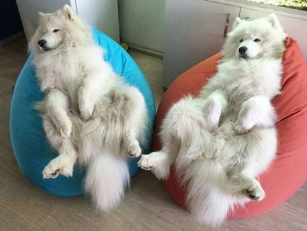 20 Dovada că Samoyedii sunt câinii cei mai fermecători din lume