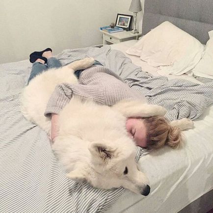 20 Dovada că Samoyedii sunt câinii cei mai fermecători din lume