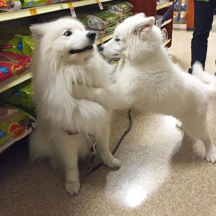 20 Dovada că Samoyedii sunt câinii cei mai fermecători din lume