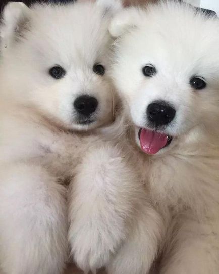 20 Dovada că Samoyedii sunt câinii cei mai fermecători din lume