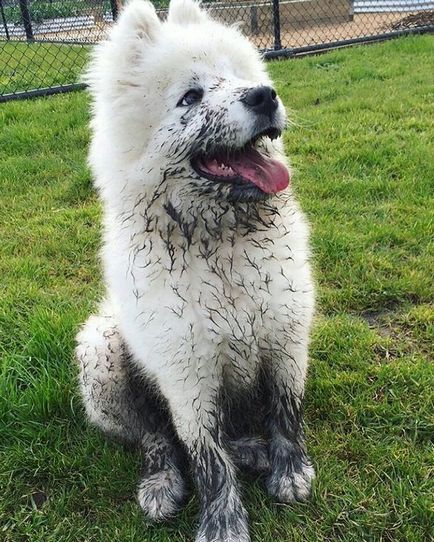 20 Dovada că Samoyedii sunt câinii cei mai fermecători din lume