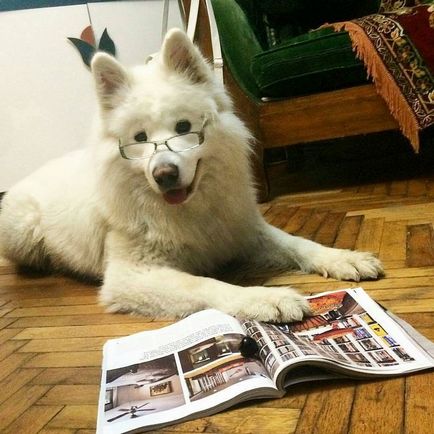 20 Dovada că Samoyedii sunt câinii cei mai fermecători din lume