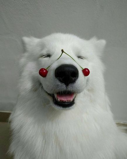 20 Dovada că Samoyedii sunt câinii cei mai fermecători din lume