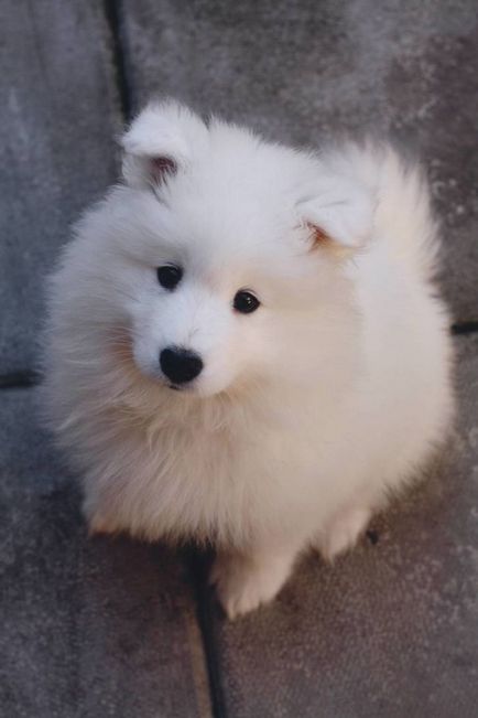 20 Dovada că Samoyedii sunt câinii cei mai fermecători din lume