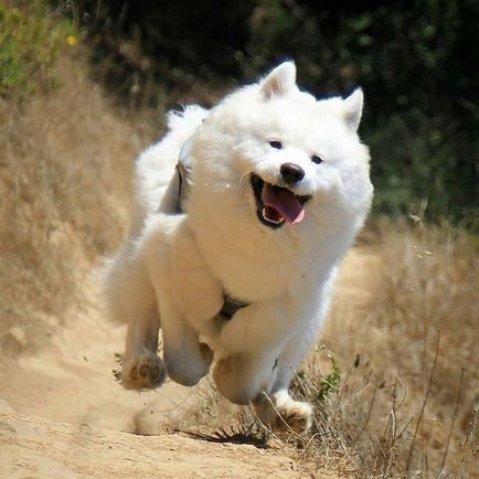 20 Dovada că Samoyedii sunt câinii cei mai fermecători din lume