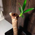 7 Metode de reproducere a yucca la domiciliu ca transplant și transplant