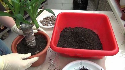 7 Metode de reproducere a yucca la domiciliu ca transplant și transplant
