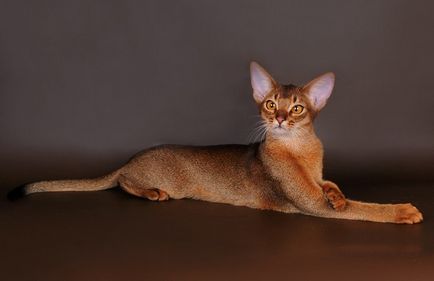 Descriere rasa abisiniana de pisici, raspunsuri si fotografii