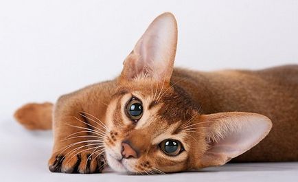 Абиссинская порода кішок її опис, відгуки та фото