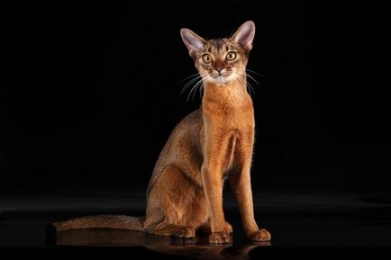 Descriere rasa abisiniana de pisici, raspunsuri si fotografii