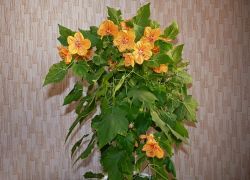 Abutilon vetőmag