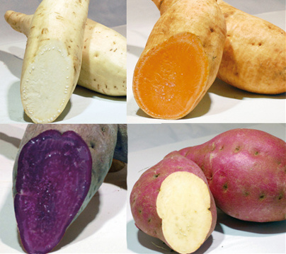 Agrotehnica de cartofi dulci