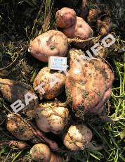 Agrotehnica de cartofi dulci