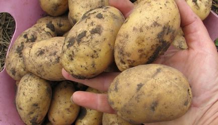 Agrotehnica de cartofi timpurii