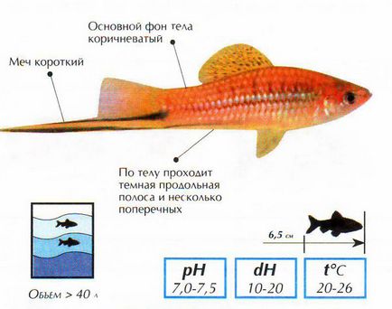 Акваріумна риба мечоносець