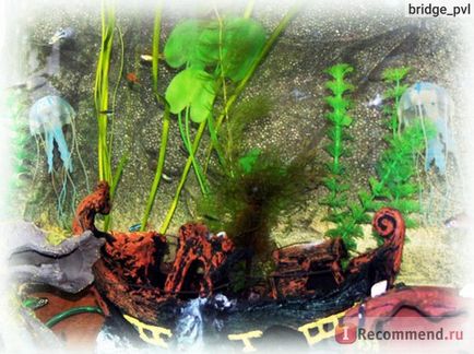 Plante acvariu Moss Javanese