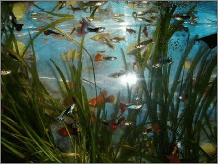 Akváriumi halak guppi gondozása és fenntartása, fotó- és reprodukció