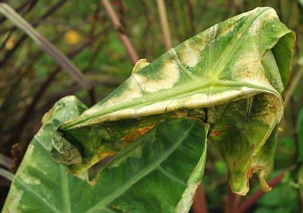 Alocasia la domiciliu, boală, pete pe frunze, tratament, video