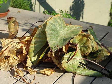 Alocasia la domiciliu, boală, pete pe frunze, tratament, video