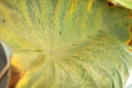 Alocasia la domiciliu, boală, pete pe frunze, tratament, video