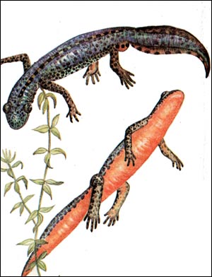 Alpesi gőte (Triturus alpestris), kárpáti gőte (Triturus montandoni), udvarlás