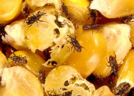 Ambaric Weevil Măsuri de combatere și imagini de insecte