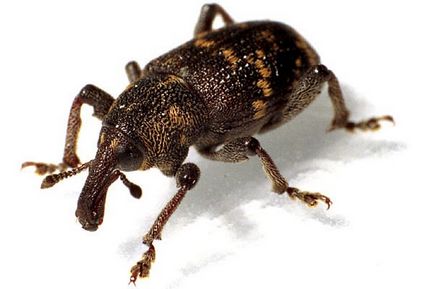 Ambaric Weevil Măsuri de combatere și imagini de insecte