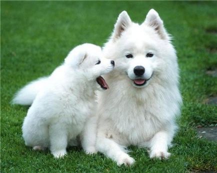 Eskimo spitz american, rase de câini, animale și rase