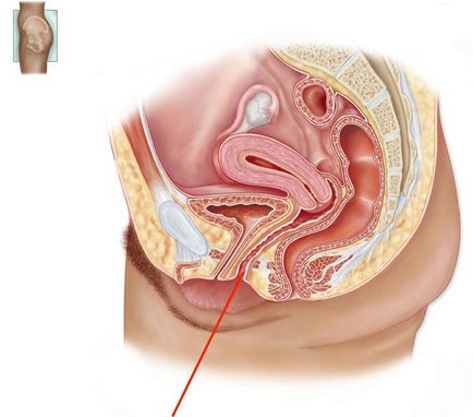 Anatomie, mărimea vaginului feminin