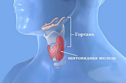 Anatomia glandelor salivare studiem structurile organului