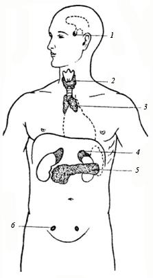 Asimilarea și disimilarea - metabolismul și energia - anatomia - medcator - medicina topică